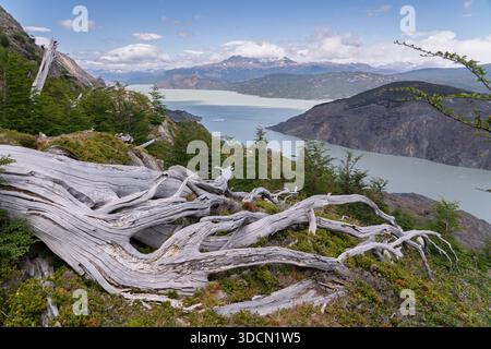 Eine malerische Hochwinkelansicht mit einem gebleichten, gefallenen Baumstamm im Vordergrundgestein, mit Blick auf das massive Gletschertal Lake Grey in Torres d Stockfoto