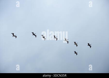 Schwarm Pelikane, die in V-Formation über einen bewölkten Himmel fliegen, in einer horizontalen Weitwinkelaufnahme festgehalten. Stockfoto