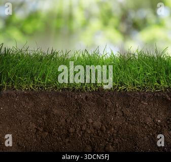 Boden mit üppigem Gras vor verschwommenem grünem Hintergrund Stockfoto