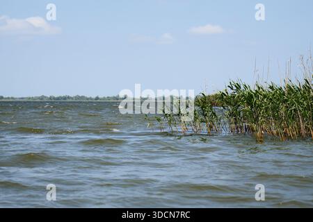 Reisen Sie rumänien tulcea sulina donaudelta Schwarzes Meer sanft plätscherndes Wasser mit Schilfvegetation entlang der Ufer des donaudeltas Stockfoto