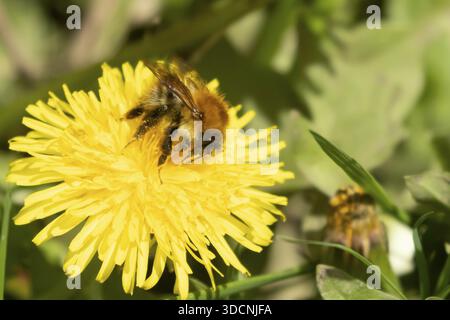 Jungschwanzhummel (Bombus terrestris), ausgewachsene Bieneninsekte, die sich im Frühjahr von gelben Löwenzahnblüten (Taraxacum officinale) ernähren, England, Vereinigtes Königreich Stockfoto