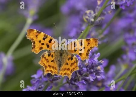 Komma-Schmetterling (Polygonia c-Album) erwachsenes Insekten, die im Sommer auf blauen Lavendelblüten fressen, England, Vereinigtes Königreich Stockfoto