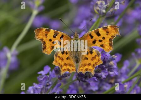 Komma-Schmetterling (Polygonia c-Album) erwachsenes Insekten, die im Sommer auf blauen Lavendelblüten fressen, England, Vereinigtes Königreich Stockfoto