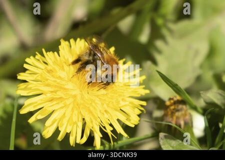 Jungschwanzhummel (Bombus terrestris), ausgewachsene Bieneninsekte, die sich im Frühjahr von gelben Löwenzahnblüten (Taraxacum officinale) ernähren, England, Vereinigtes Königreich Stockfoto