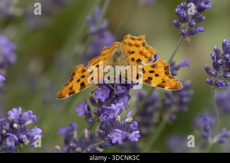 Komma-Schmetterling (Polygonia c-Album) erwachsenes Insekten, die im Sommer auf blauen Lavendelblüten fressen, England, Vereinigtes Königreich Stockfoto