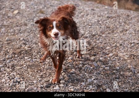 Brauner und weißer Hund läuft auf felsigem Untergrund Stockfoto