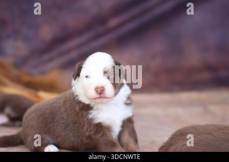 Ein brauner und weißer Welpe sitzt auf dem Boden Stockfoto