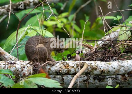 Eichhörnchen auf einem moosigen Zweig in dichtem, üppigem tropischem Regenwald. Stockfoto