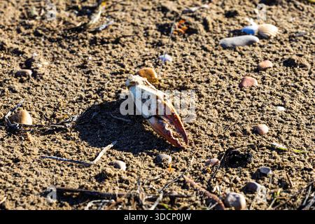Krabbenklauenfragment auf strukturiertem Sand, umgeben von kleinen Muscheln und Kieselsteinen, die warmes Sonnenlicht reflektieren Stockfoto