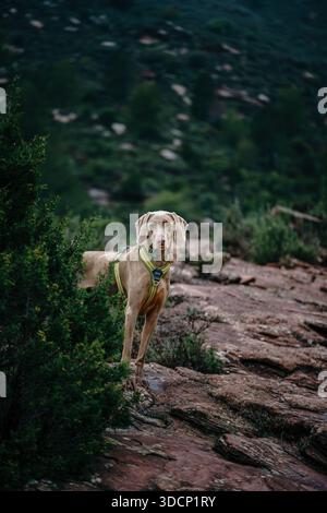Weimaranerhund, der auf einem felsigen Hügel mit grünen Büschen in der ländlichen Landschaft steht Stockfoto