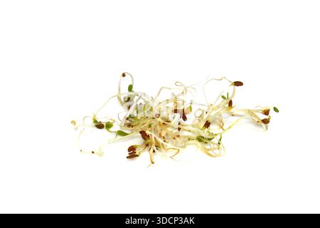 Microgreen Sprossen von lucern auf weißem Hintergrund. Lucern-Keime isoliert auf Weiß. Stockfoto