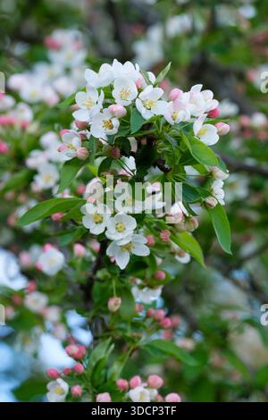 Japanischer Krabbenapfel, Malus floribunda, blassrosa bis weiße Blüten, die sich von roten Knospen öffnen, Stockfoto