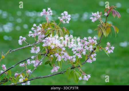 Staphylea holocarpa var. Rosenblüten, rosafarbene chinesische Blasenmutter, kleine, hängende Haufen rosa, glockenförmige Blüten Frühling, Bronzeblätter Stockfoto