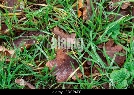 Herbsttextur: Gefallene Eichenblätter in grünem Gras mit Tautropfen. Stockfoto