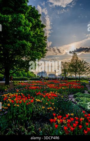 Farbenfrohe Tulpenbetten füllen einen Stadtpark, während die Menschen bei Sonnenuntergang auf Bänken unter großen Bäumen sitzen und moderne Gebäude in Ottawa in der Ferne sichtbar sind. Ot Stockfoto