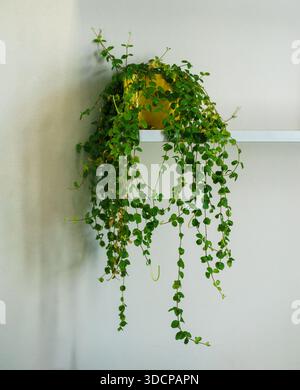 Frische, anhängende Zimmerpflanze Pilea depressa mit kleinen grünen Blättern in einem gelben Topf, minimalistisches Wohndekor, natürliches Licht und ruhige Innenatmosphäre. Stockfoto