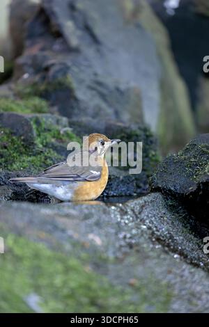 Rosafarbener Vogel mit grauen Flügeln auf der Suche nach Würmern und Früchten. Foto gemacht in den Singapur Botanic Gardens, einem üppigen städtischen Regenwald Lebensraum. Stockfoto