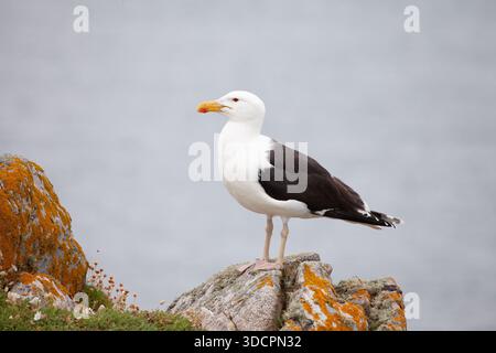 Greater Black Back Guyy Stockfoto