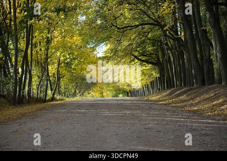 Eine ruhige Herbstszene entlang einer unbefestigten Straße, die von hohen Bäumen beschattet wird. Goldene Blätter verstreuen den Boden, während das Sonnenlicht durch die Baumkronen fließt und einen friedlichen, einladenden Weg in den Wald schafft. Stockfoto