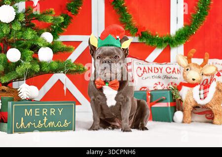 Französischer Bulldog-Hund mit Weihnachtselfen-Kostümhut und Schleife zwischen festlicher Dekoration Stockfoto
