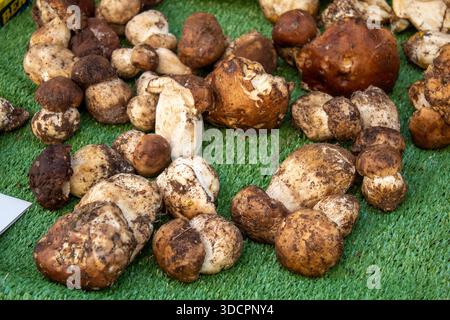 Frisch geerntete Boletus edulis-Pilze werden auf grünem Rasen auf einem Markt präsentiert, mit erdigen Texturen und natürlicher Vielfalt Stockfoto