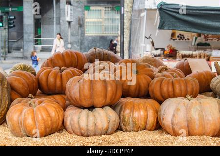 Farbenfrohe Auswahl dekorativer orangener Kürbisse, die die Herbsternte, saisonales Gemüse und rustikalen Herbsthintergrund darstellen Stockfoto