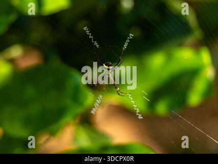 Spinnen im Netz im Dorf Indien. Stockfoto