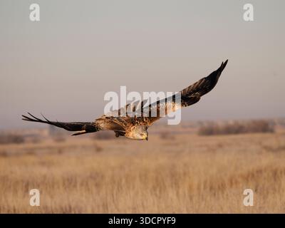 Red Kite (Milvus milvus) im Flug, Spanien, Februar Stockfoto