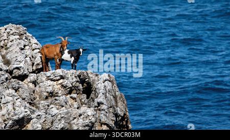 Zwei Ziegen klettern auf Felsformationen in Playa de Barro, Bucht von Biskaya, Spanien, 16:9 Uhr Stockfoto