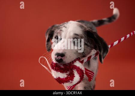 Eine Nahaufnahme eines Welpen mit gemischter Rasse, der an einem Süßigkeiten-Spielzeug vor einer festen roten Wand kaut. Die Komposition konzentriert sich auf das Hundegesicht und das Spielzeug Stockfoto