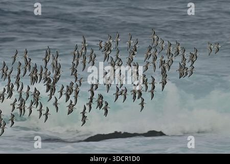 17. Dezember 2025, Pacific Grove, Kalifornien, USA: Sanderlinge (C) fliegen in großen, synchronisierten Herden, oft tief über Wellen und Bealidris-Albaachen, erscheinen als „Schneesturm aus weiß“ oder „schwarz-weiß“, gekennzeichnet durch ihren schnellen, direkten Flug und häufige Bewegungen mit Wellen. Es sind unglaubliche Wanderungen, die lange Entfernungen zwischen den Futterplätzen zurücklegen und bei schlechtem Wetter oft in großen Gruppen anhalten. (Kreditbild: © Rory Merry/ZUMA Press Wire) NUR REDAKTIONELLE VERWENDUNG! Nicht für kommerzielle ZWECKE! Stockfoto
