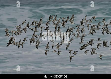 17. Dezember 2025, Pacific Grove, Kalifornien, USA: Sanderlinge (C) fliegen in großen, synchronisierten Herden, oft tief über Wellen und Bealidris-Albaachen, erscheinen als „Schneesturm aus weiß“ oder „schwarz-weiß“, gekennzeichnet durch ihren schnellen, direkten Flug und häufige Bewegungen mit Wellen. Es sind unglaubliche Wanderungen, die lange Entfernungen zwischen den Futterplätzen zurücklegen und bei schlechtem Wetter oft in großen Gruppen anhalten. (Kreditbild: © Rory Merry/ZUMA Press Wire) NUR REDAKTIONELLE VERWENDUNG! Nicht für kommerzielle ZWECKE! Stockfoto