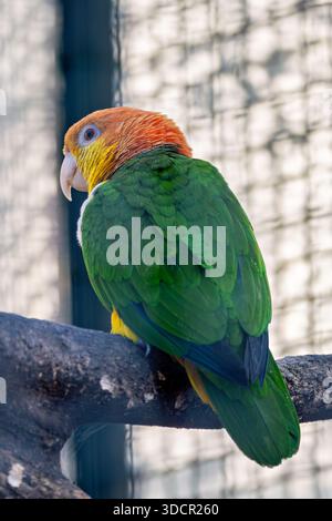 Kleiner Papagei mit orangefarbener Krone und weißem Bauch isst Samen, Früchte und Blumen, Foto im Tambopata National Reserve, Peru, Südamerika Stockfoto