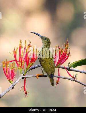 Streaked Spiderjäger, der auf einer Blume sitzt. Streaked Spiderjäger ist eine Vogelart aus der Familie der Nectariniidae. Dieses Foto stammt aus Bangladesch. Stockfoto