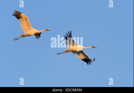 Zwei Keuchkrane (Grus americana) fliegen am Abend im blauen Himmel, Goose Island State Park, Aranzas County, Texas, USA. Stockfoto