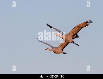 Zwei Sandhügelkrane (Antigone canadensis) fliegen bei Sonnenaufgang bei klarem Himmel, Goose Island State Park, Aranzas County, Texas, USA Stockfoto