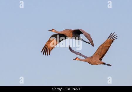 Zwei Sandhügelkrane (Antigone canadensis) fliegen bei Sonnenaufgang bei klarem Himmel, Goose Island State Park, Aranzas County, Texas, USA Stockfoto