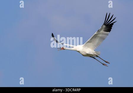 Keuchkran (Grus americana) im Flug in blauem Himmel, ruft mit offenem Schnabel, Aranzas County, Texas, USA. Stockfoto
