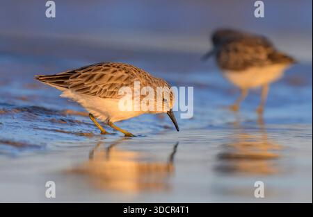 Die wenigsten Sandpipper (Calidris minutilla) am Sandstrand vor Sonnenuntergang, Galveston, Texas, USA. Stockfoto