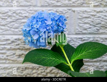 Nahaufnahme einer Blume der Blauen Hortensie an der weißen Ziegelwand eines Hauses. Stockfoto