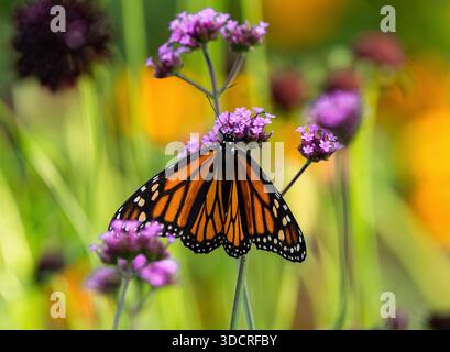 Ein Monarch-Schmetterling in einem farbenfrohen und lebendigen Blumengarten, der sich an Purpletop Eisenkraut ernährt. Nahansicht. Stockfoto