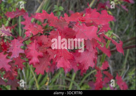 Blätter der roten Eiche (Prunus domestica subsp. Domestica), Bayern, Deutschland Stockfoto