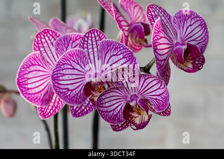Violette Orchideenblume phalaenopsis, phalaenopsis oder Falah auf weißem Hintergrund. Stockfoto