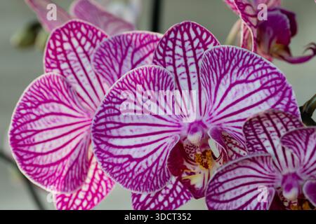 Violette Orchideenblume phalaenopsis, phalaenopsis oder Falah auf weißem Hintergrund. Stockfoto