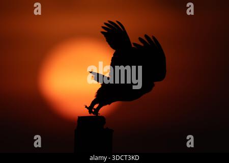 Diyarbakir, Diyarbakir, Türkei. Dezember 2025. Die kleine Eule (Athene noctua), die sowohl tagsüber als auch nachts für die Jagd bekannt ist, fliegt von der Barsche, wo sie wartet, um einen neuen Tag zu beginnen. (Kreditbild: © Dogan Evsan/ZUMA Press Wire) NUR REDAKTIONELLE VERWENDUNG! Nicht für kommerzielle ZWECKE! Stockfoto