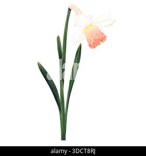 Narzisse, Blüte mit weißen Blüten und grünen Blättern. Aquarellabbildung. Frühling Gartenblume isoliert auf Hintergrund. Für Karten, Einladungen für Stockfoto