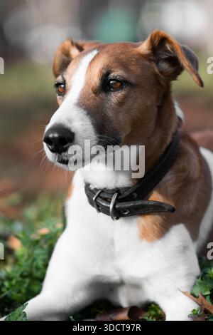 Brauner und weißer Hund Fuchs Terrier Porträt , Nahaufnahme . Vertikale Aufnahme Stockfoto