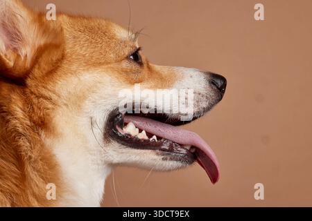 Seitenansicht Nahaufnahme eines glücklichen Corgi, der mit der Zunge heraus auf beigem Hintergrund für Tiergesundheit und Sommer Hitzekonzept keucht Stockfoto