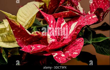 Nahaufnahme eines festlichen Weihnachtssteins mit roten, cremefarbenen und grünen Deckblättern mit Wassertropfen auf einem warmen Hintergrund, die die Dekoration hervorheben Stockfoto