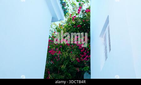 Zwischen zwei weißen Wänden in Tangers Medina steigt eine pulsierende Bougainvillea nach oben und verleiht dem schmalen Durchgang Farbe und Frische. Stockfoto